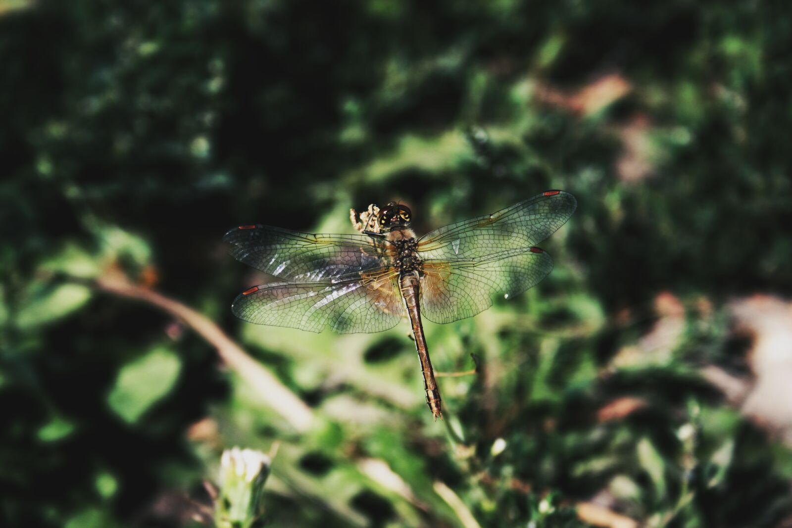 Canon EOS 400D (EOS Digital Rebel XTi / EOS Kiss Digital X) sample photo. Nature, dragonfly, summer photography