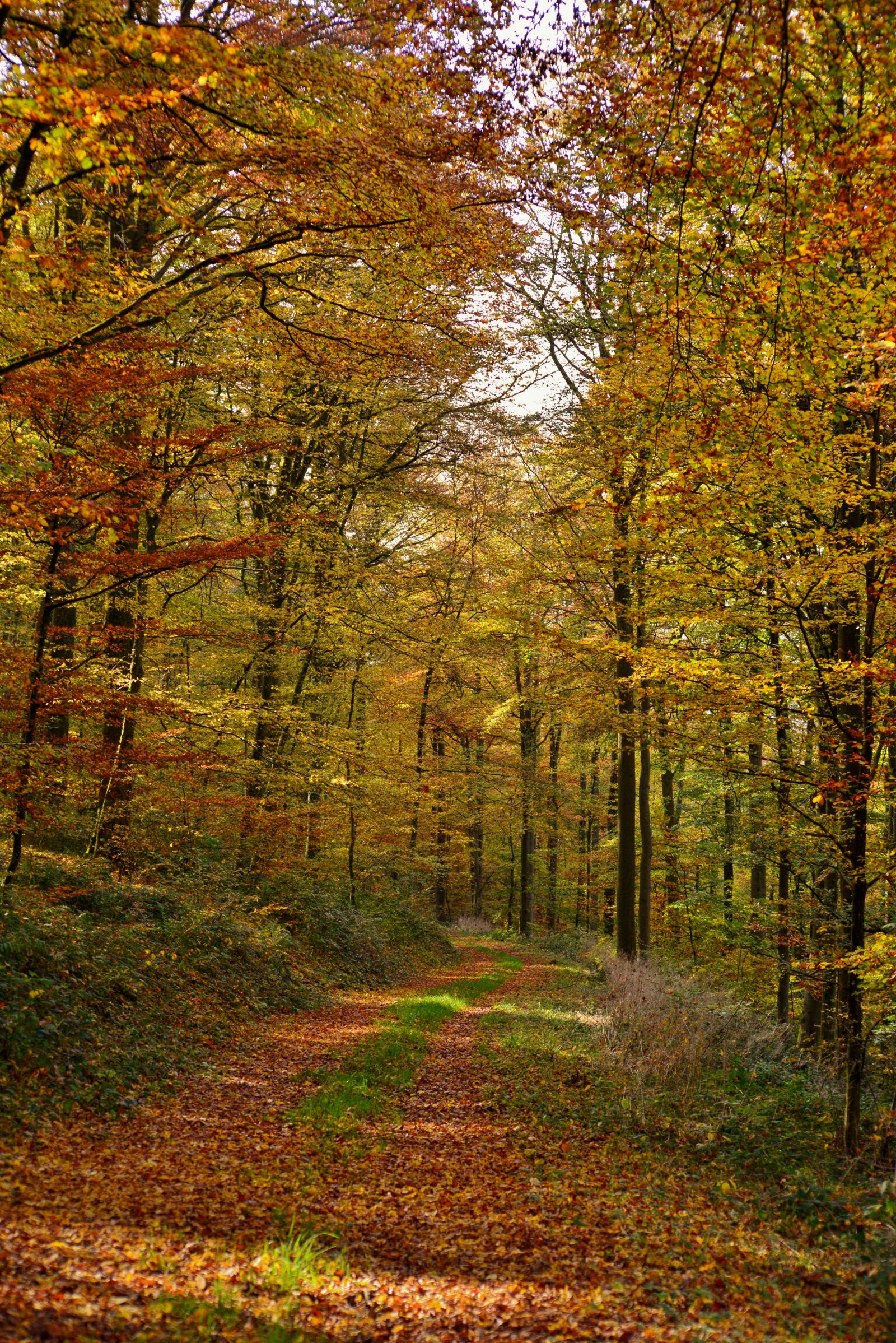 Nikon D600 sample photo. Forest, forest path, autumn photography