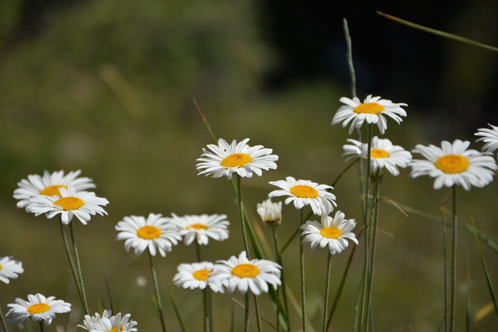 Nikon D7100 sample photo. Flower, nature, summer photography