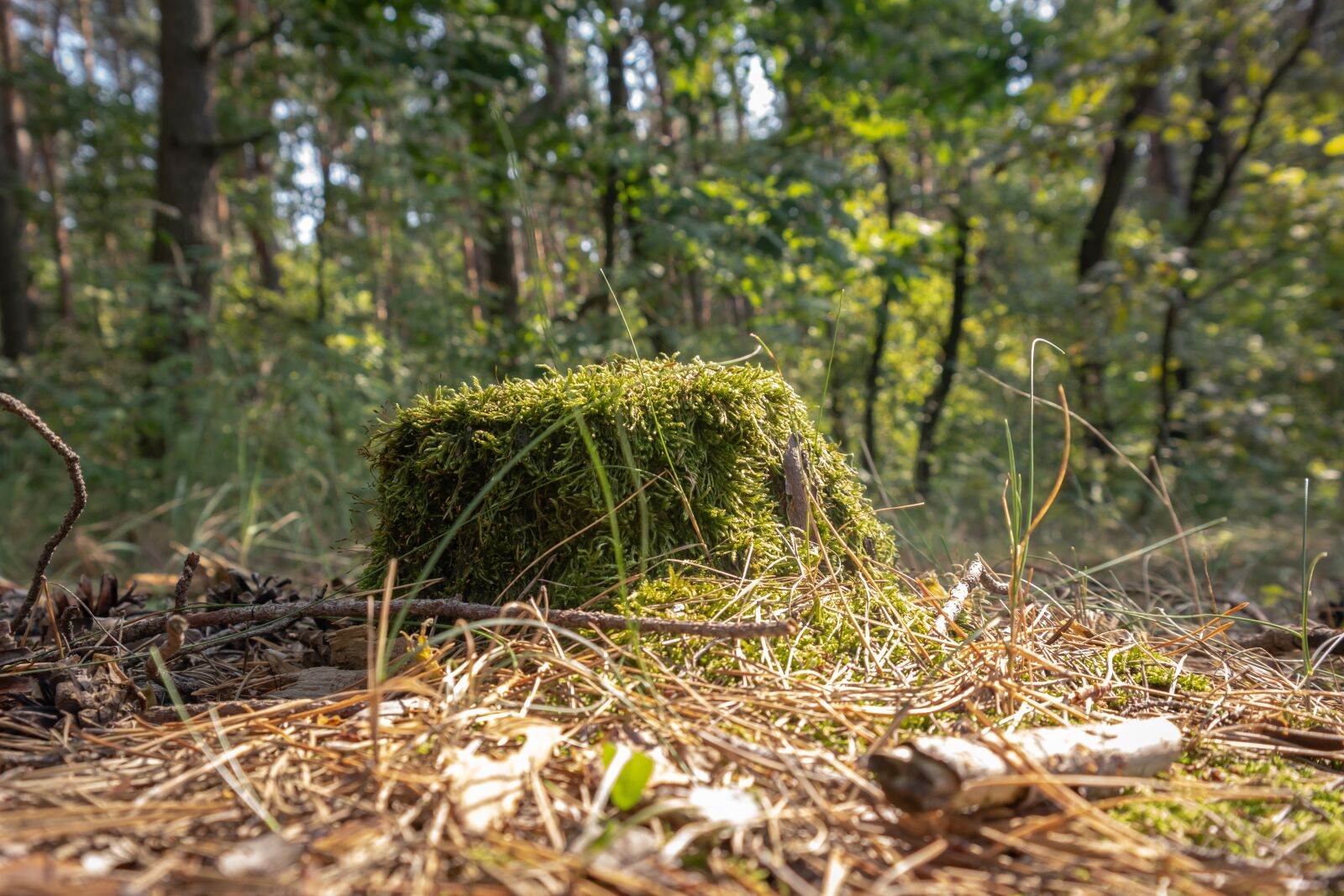 Samsung NX 18-55mm F3.5-5.6 OIS sample photo. Stump, moss, in the photography