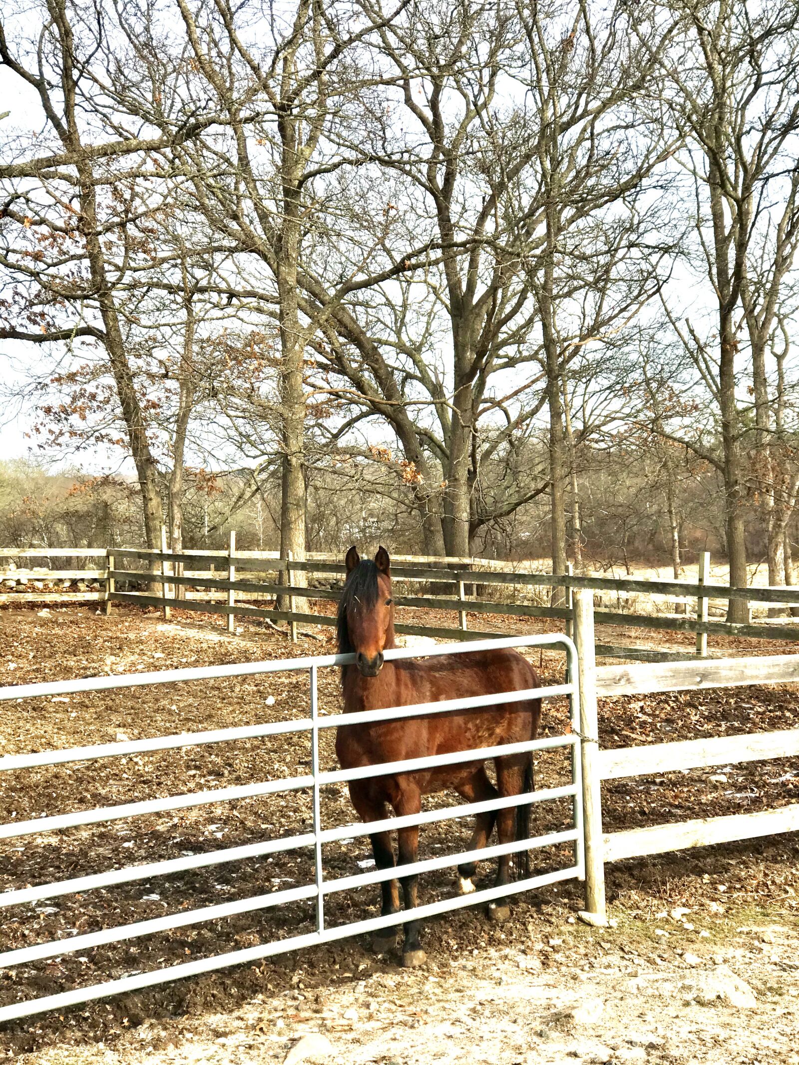 Apple iPhone 7 Plus sample photo. Morgan horse, horse, farm photography