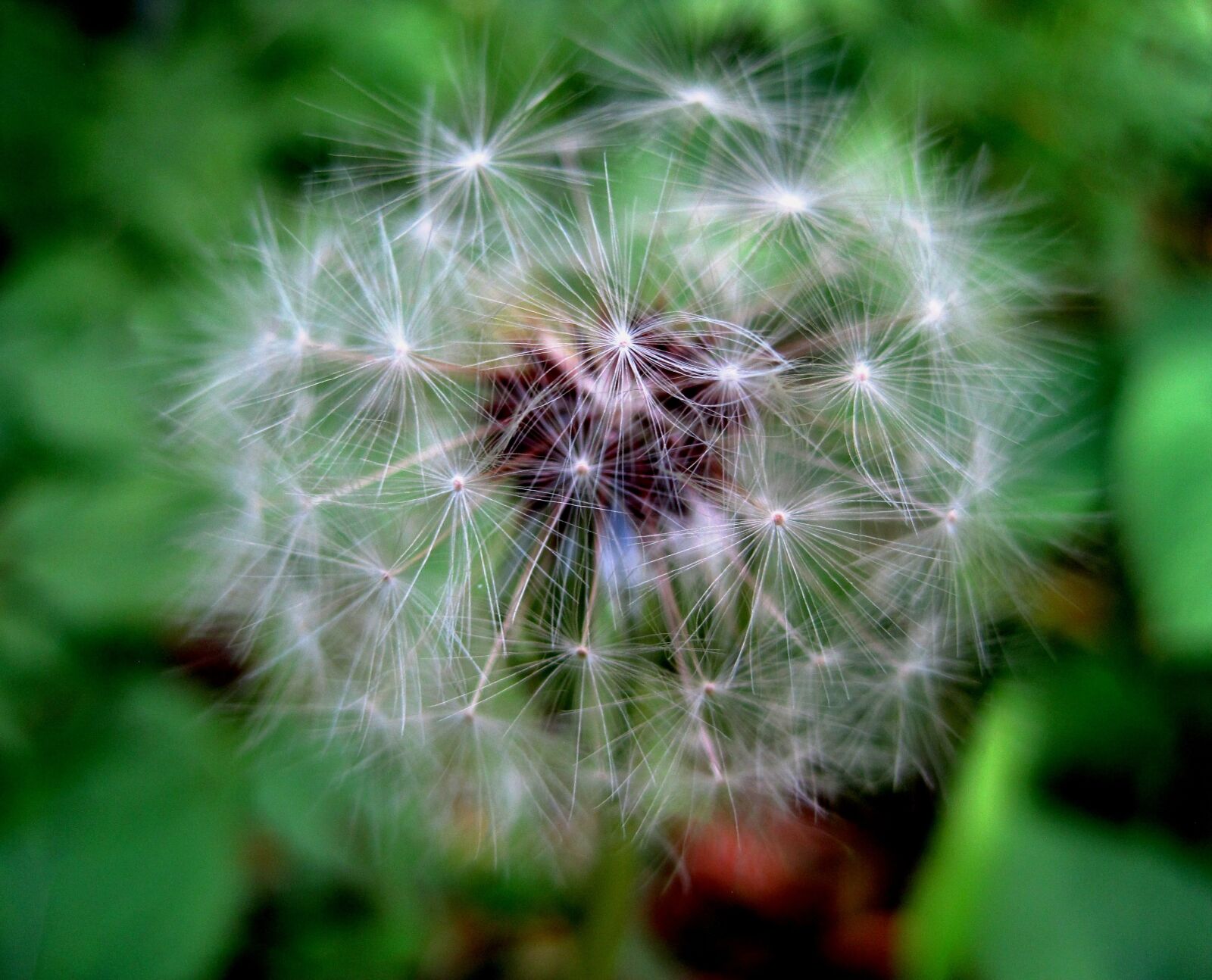 Canon PowerShot SD1200 IS (Digital IXUS 95 IS / IXY Digital 110 IS) sample photo. Dandelion, seed, head photography