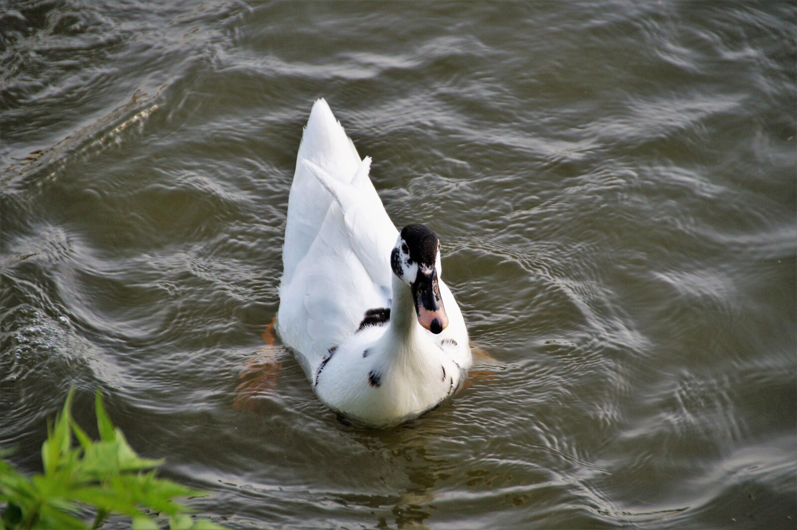 Sony SLT-A58 sample photo. Duck, muscovy, wild photography