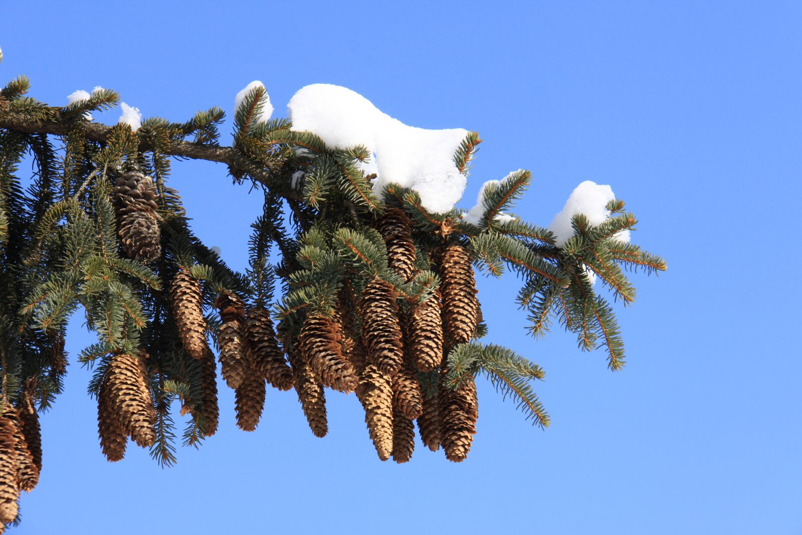 Canon EOS 50D sample photo. Tree, nature, sky photography