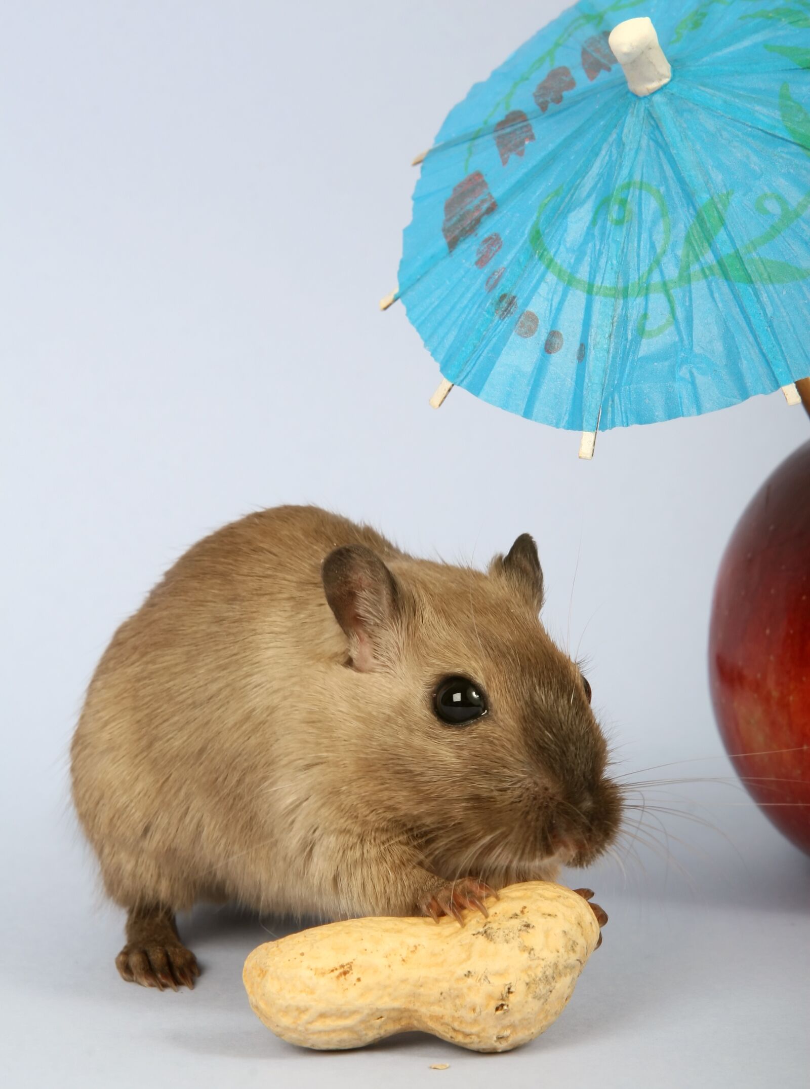 Canon EOS 30D sample photo. Animal, attractive, beautiful photography