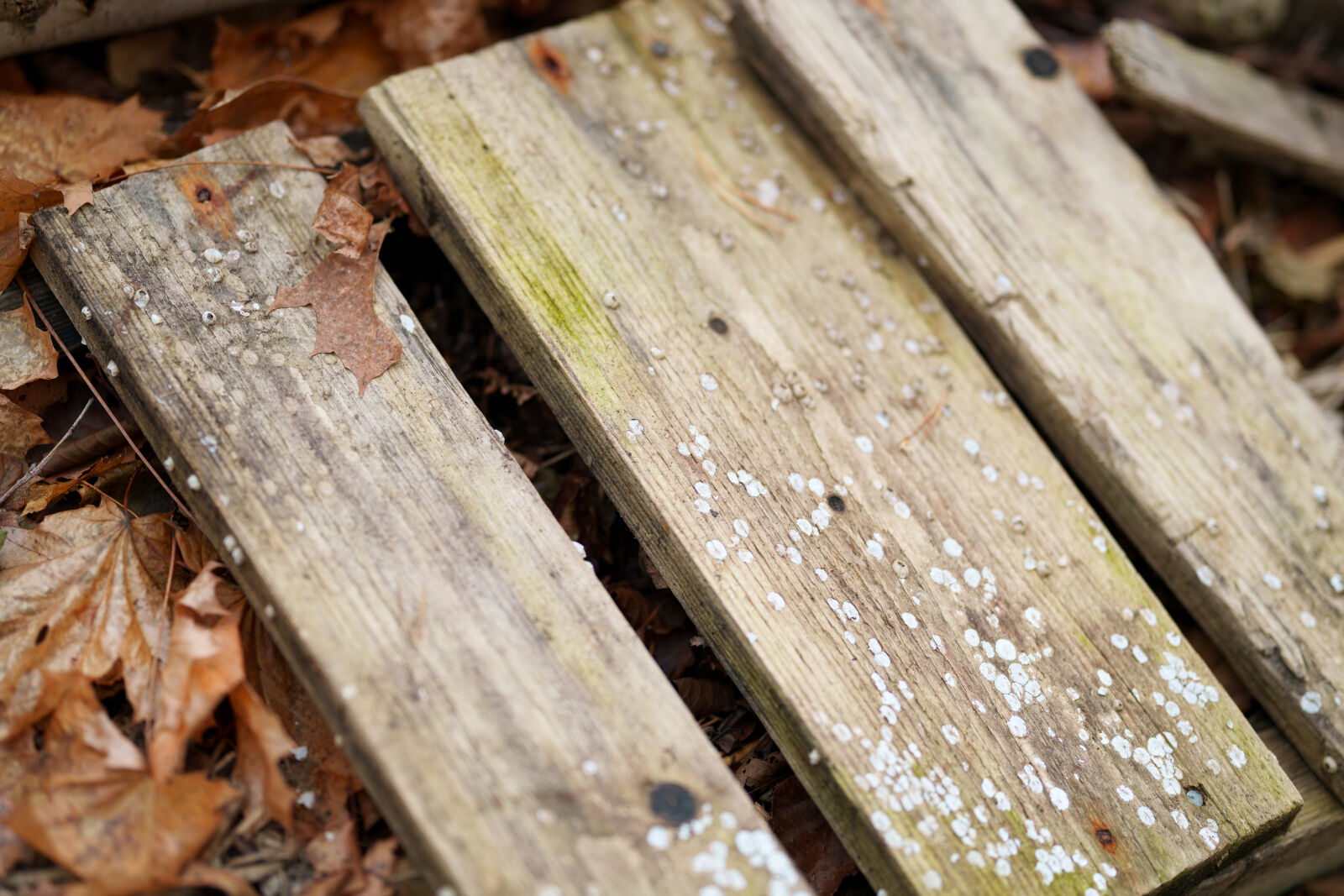 Sony FE 85mm F1.4 GM II sample photo. Old pier photography