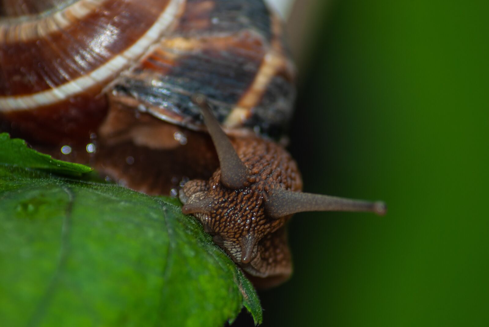 Nikon D60 sample photo. Snail, animal, mollusk photography