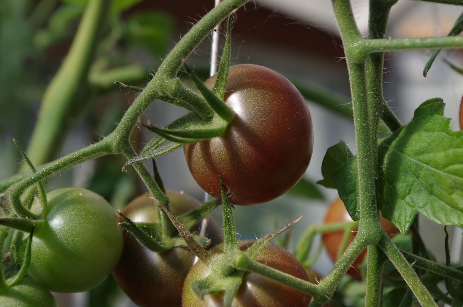 Pentax K-50 sample photo. Garden, bush, tomatoes photography