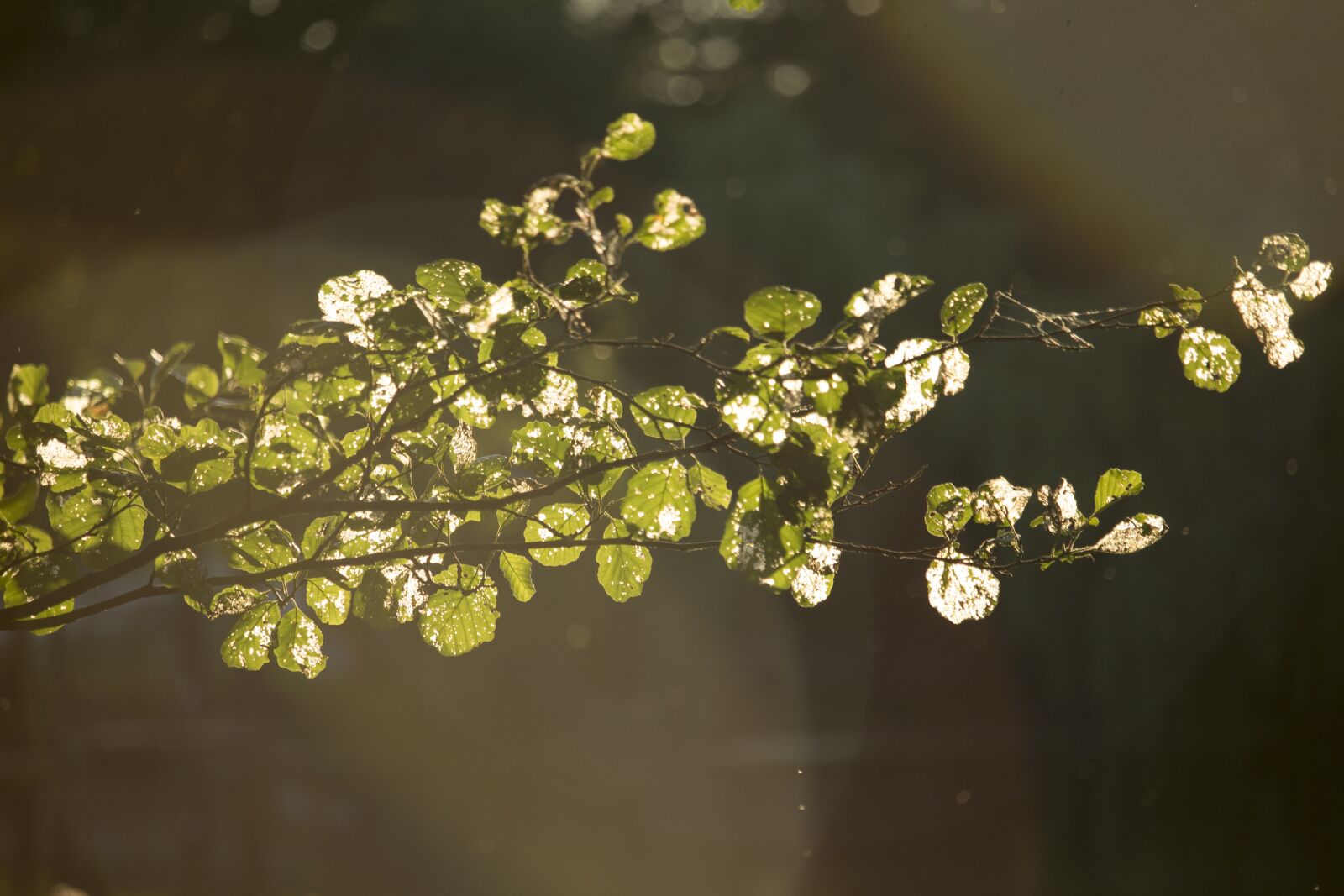 Canon EF-S 55-250mm F4-5.6 IS STM sample photo. Foliage, the sun, nature photography