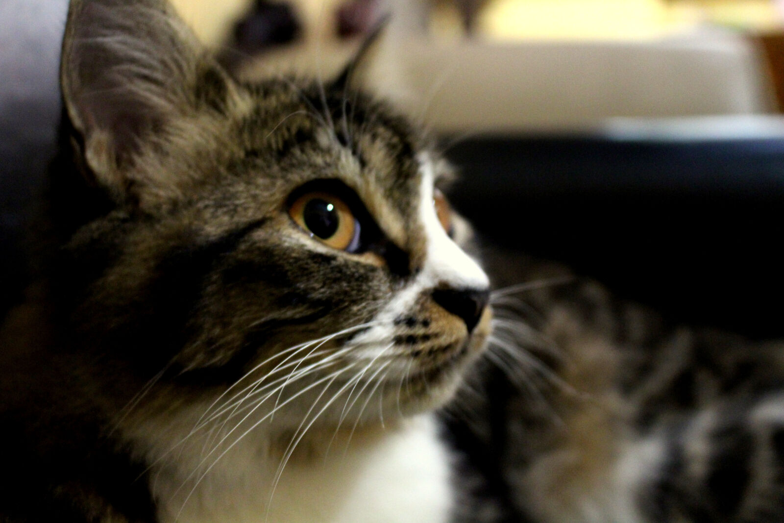 Canon EOS 700D (EOS Rebel T5i / EOS Kiss X7i) sample photo. Animal, photography, cat, cat photography