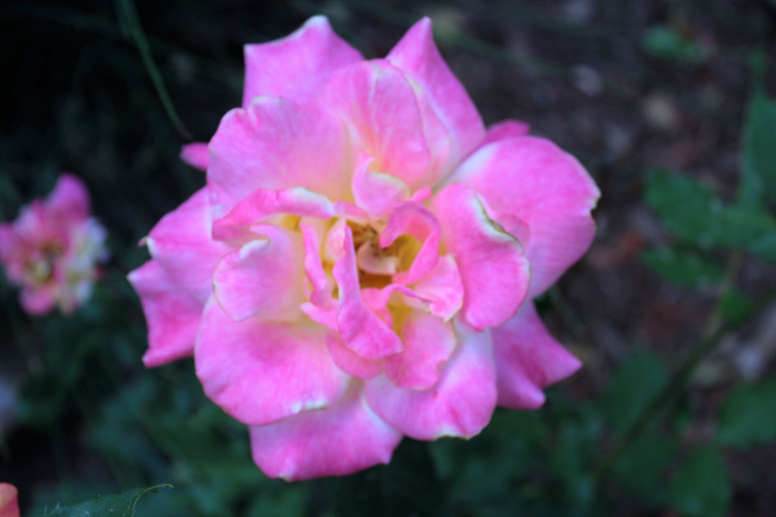 Canon EOS 1200D (EOS Rebel T5 / EOS Kiss X70 / EOS Hi) sample photo. Roses photography