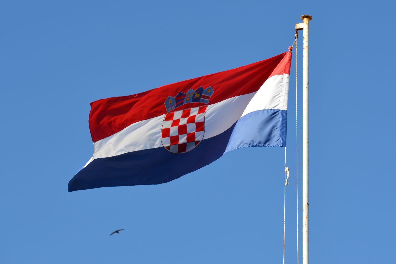 Nikon D3200 sample photo. Flag, croatia, bird photography