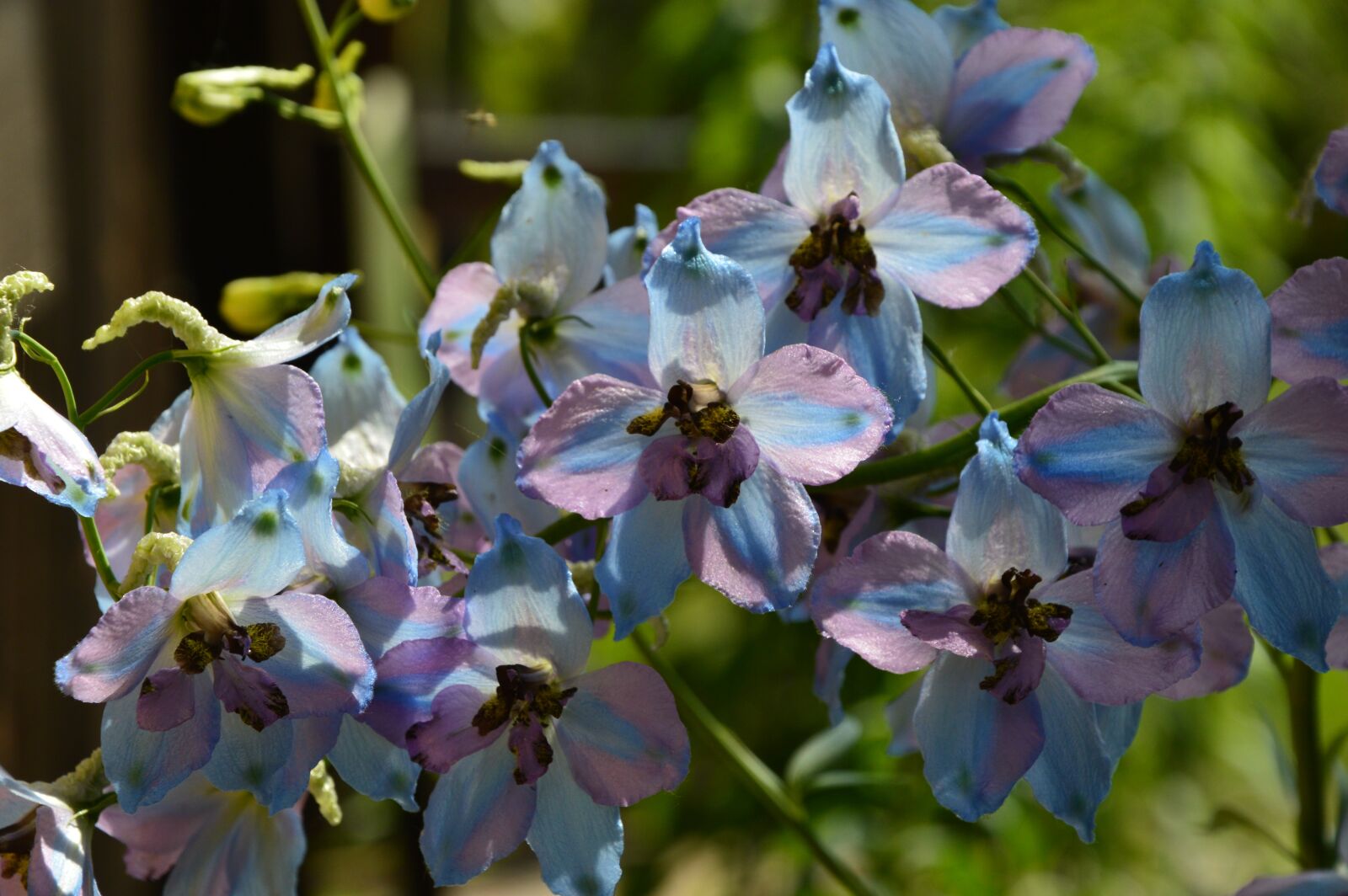 Nikon D3200 sample photo. Nature, flowers, flowers are photography