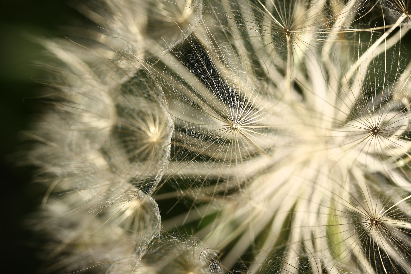 Canon EOS 40D sample photo. Flower, plant, summer photography