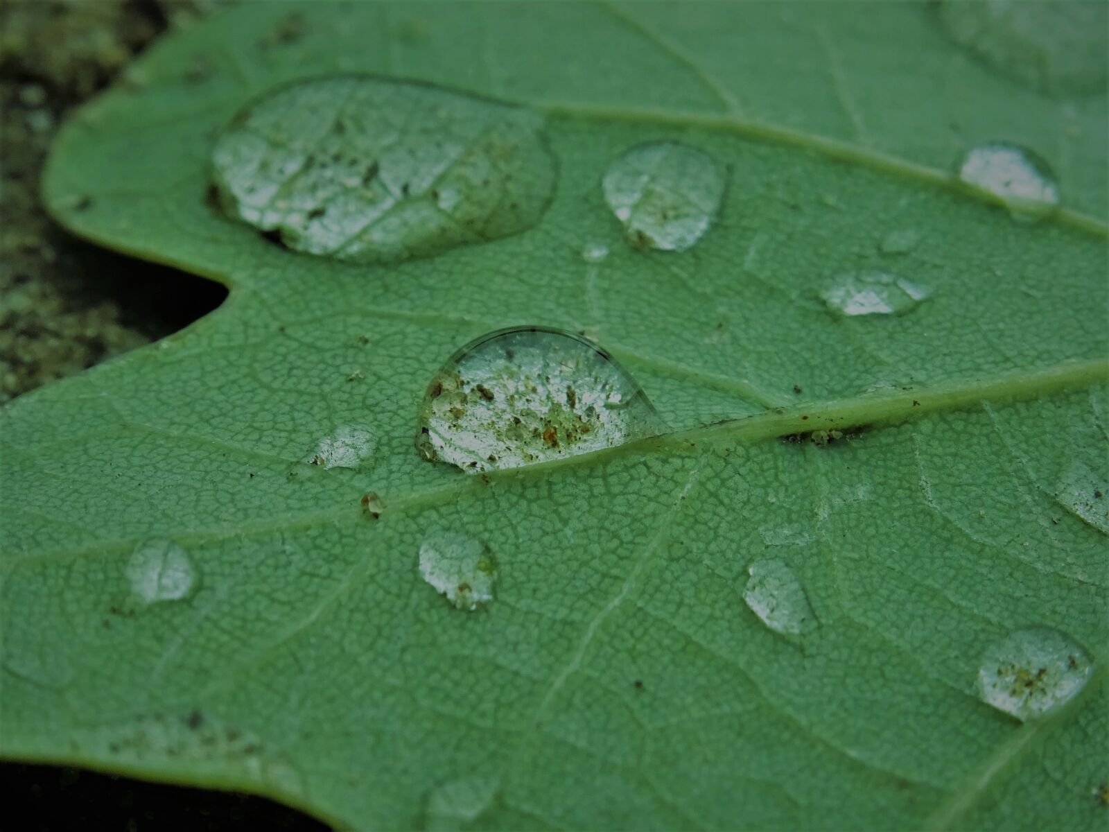 Sony DSC-HX60 sample photo. Water, drip, rain photography