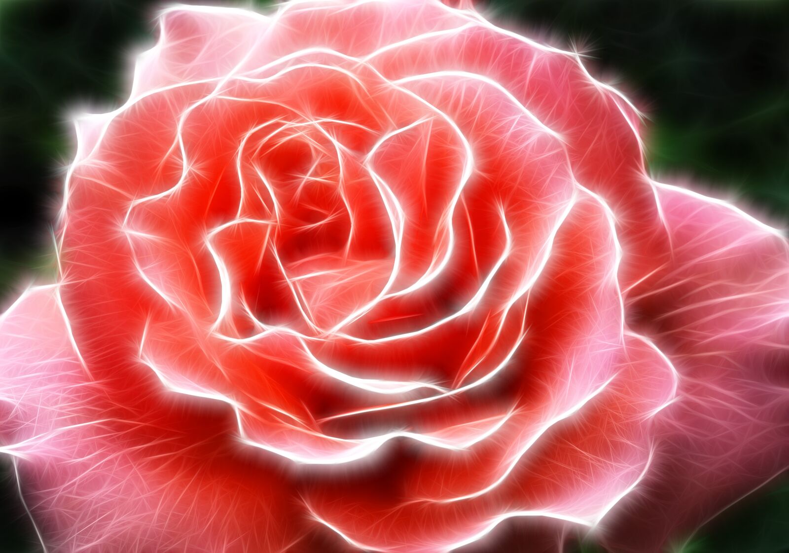 Nikon D3100 sample photo. Rose, flower, pink photography