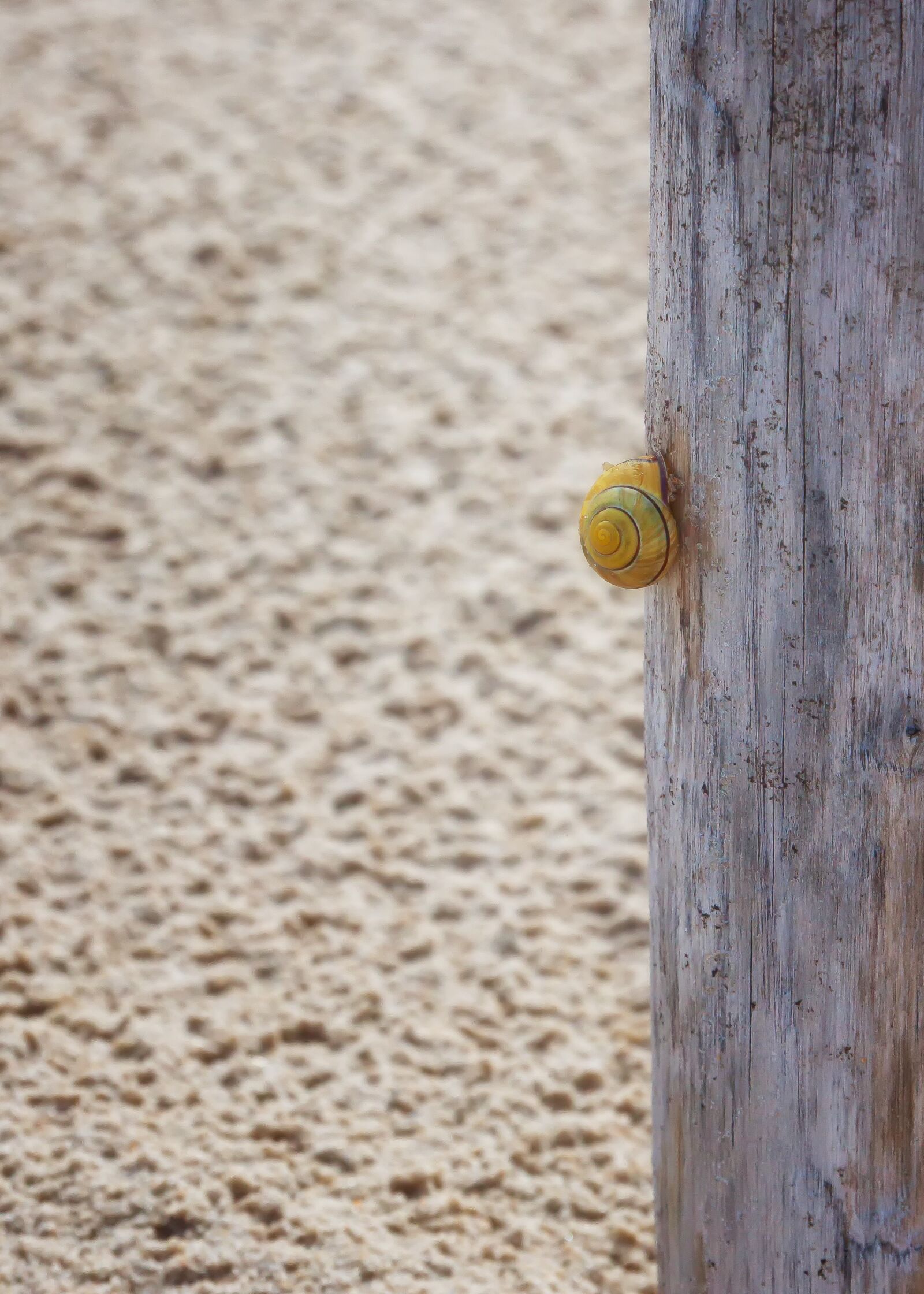 Canon EOS 50D sample photo. Pile, wind, sand photography