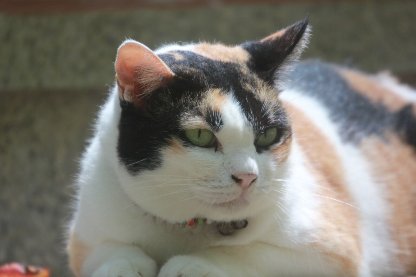 Canon EOS 550D (EOS Rebel T2i / EOS Kiss X4) sample photo. Fat cat, cats, tabby photography