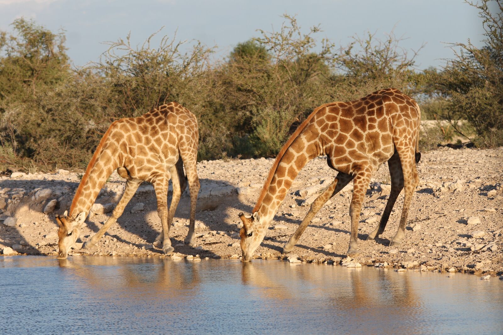 Canon EF 70-300mm F4-5.6 IS USM sample photo. Savannah, africa, safari photography