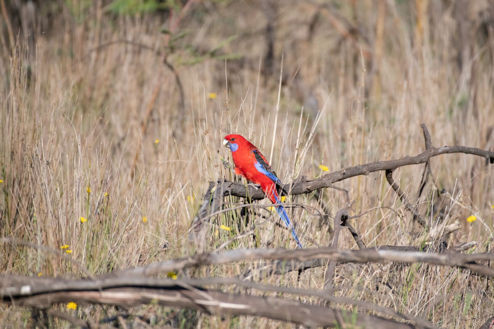 Nikon D850 sample photo. Crimson rosella, platycercus, elegans photography