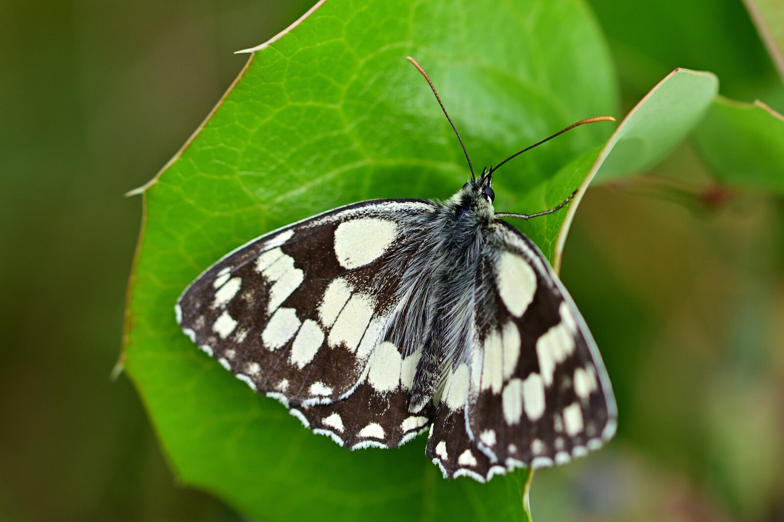 Nikon D5200 sample photo. Butterfly, checkered butterfly, nature photography
