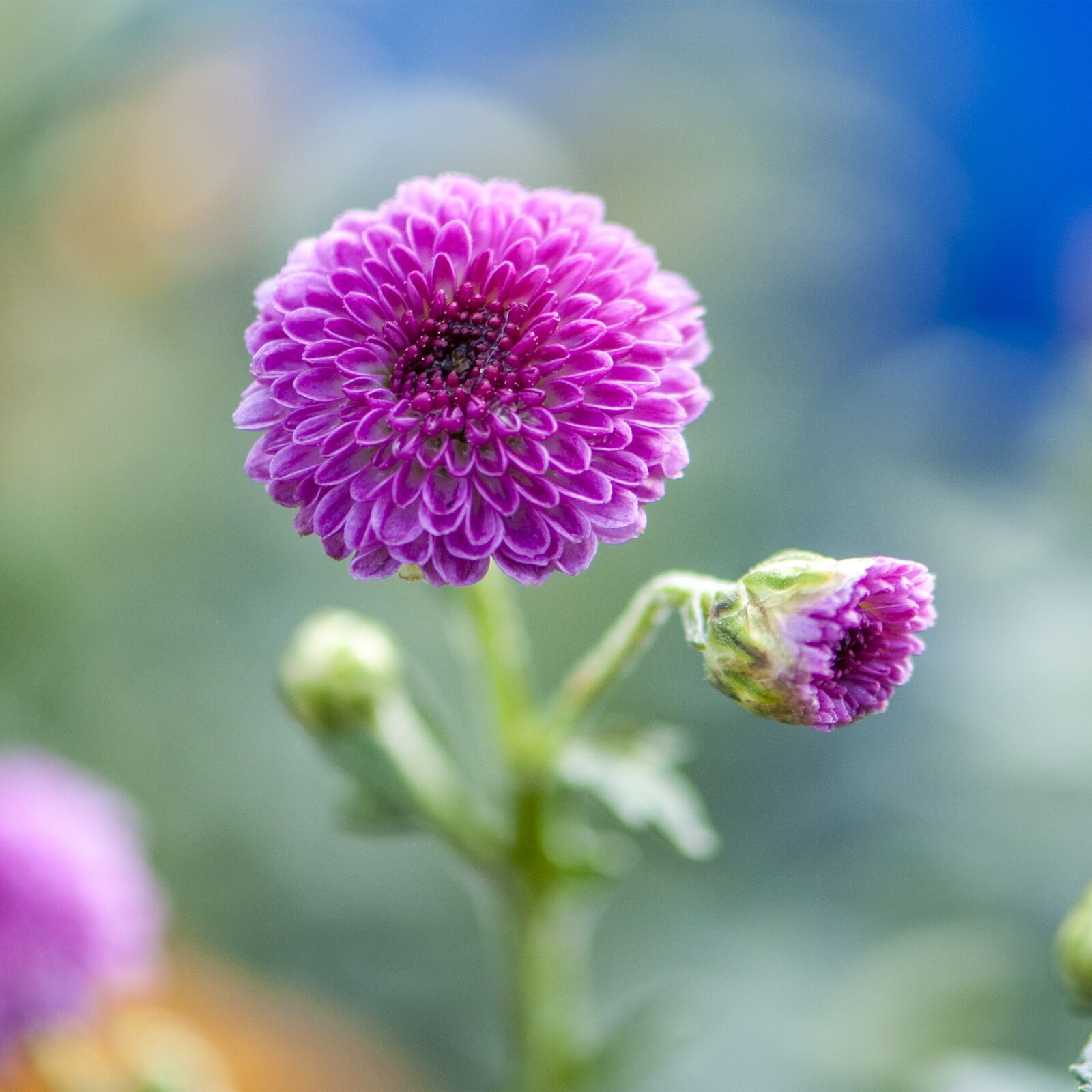 Nikon D300 sample photo. Purple flowers, purple, flower photography