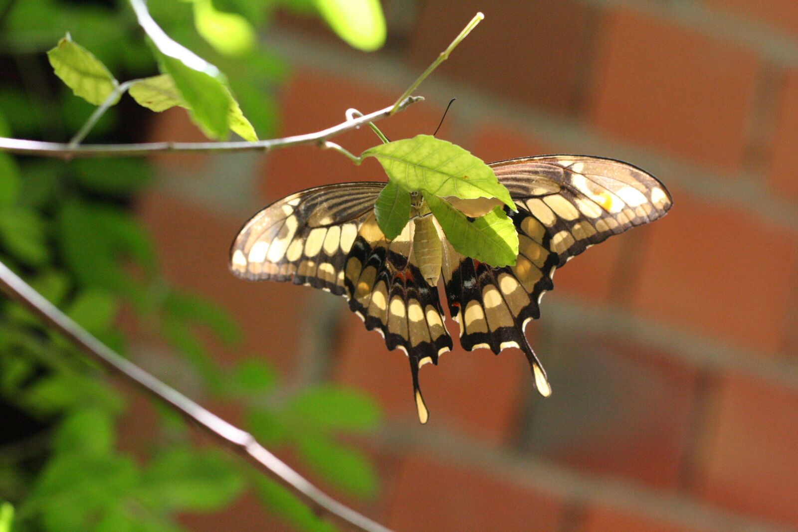 Canon EOS 350D (EOS Digital Rebel XT / EOS Kiss Digital N) sample photo. Butterfly, insect, nature photography