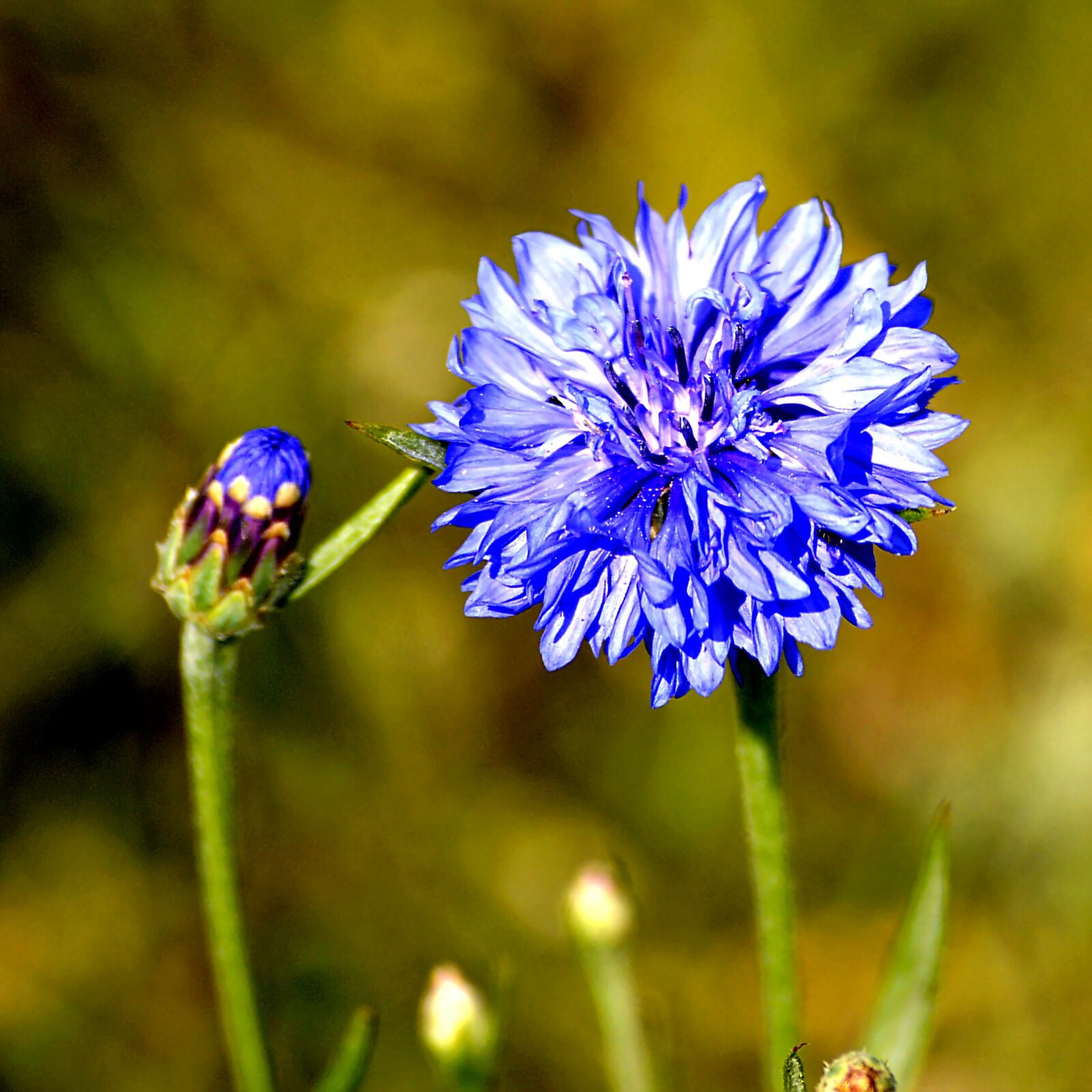 Nikon D3200 sample photo. Cornflower, blossom, bloom photography