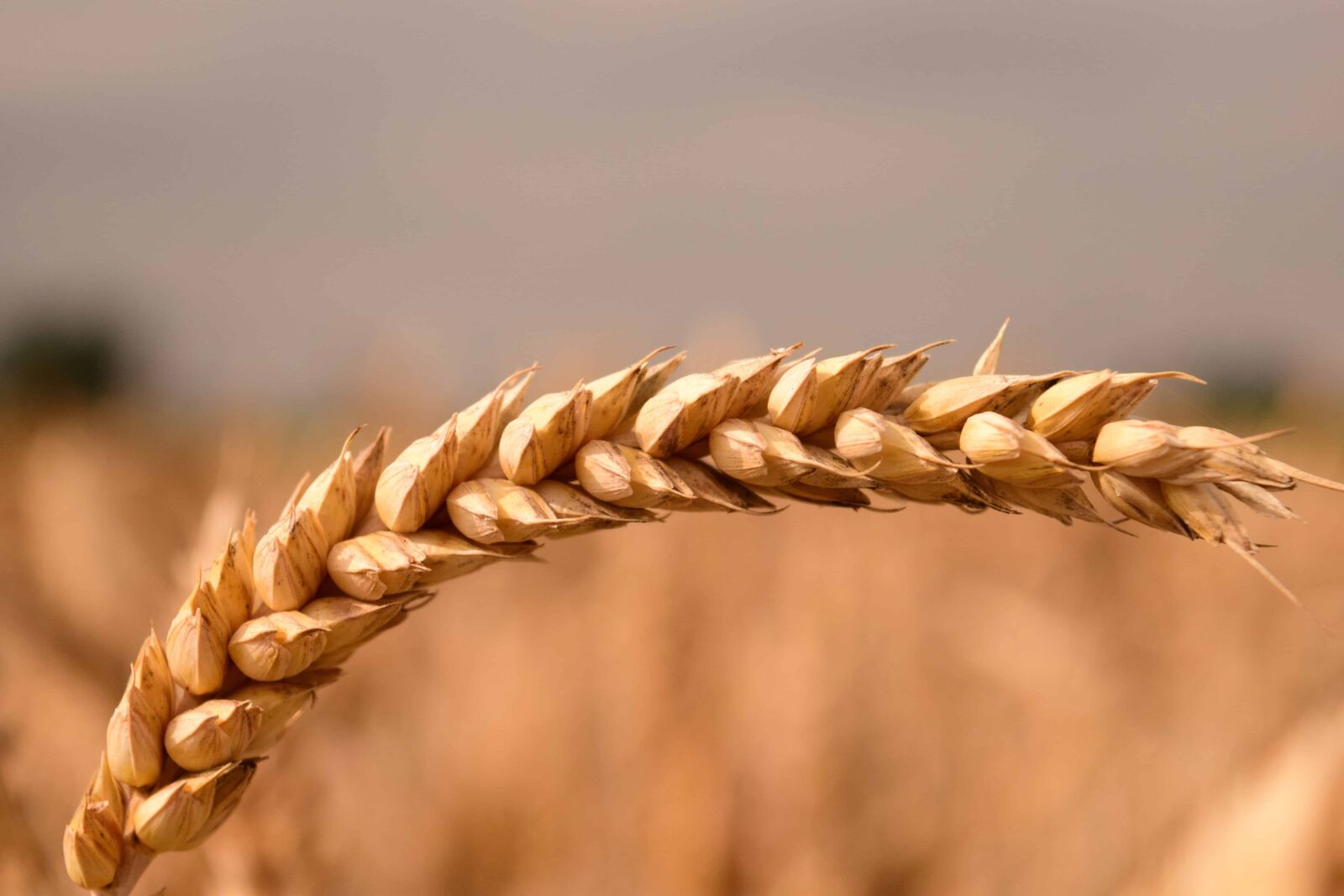 Nikon D3300 sample photo. Grain, agriculture, plant, food photography