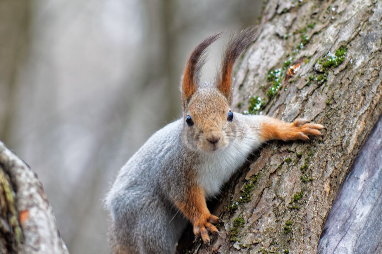 Canon EOS 500D (EOS Rebel T1i / EOS Kiss X3) sample photo. Squirrel, animal, nature photography