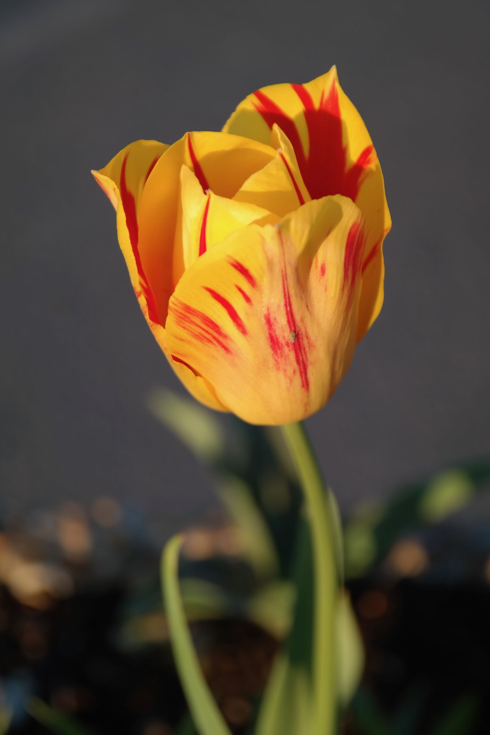 Samsung NX300 sample photo. Tulip, yellow, red photography