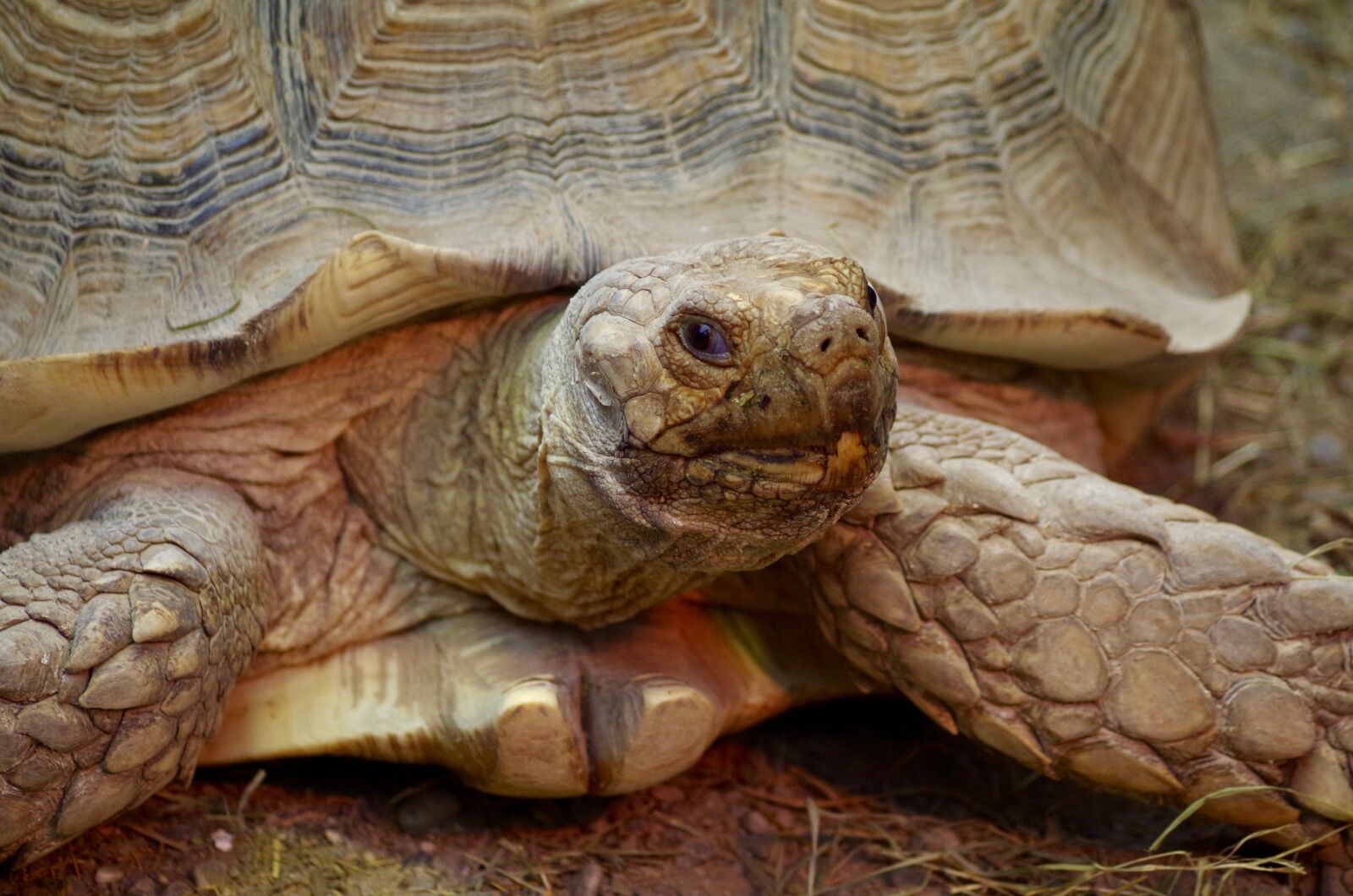 Pentax K-30 sample photo. Turtle, animal, reptile photography