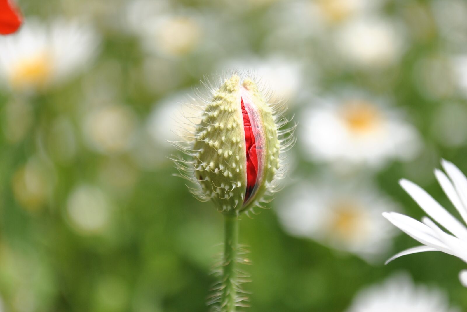 Nikon D3000 sample photo. Mack, poppy bud, may photography