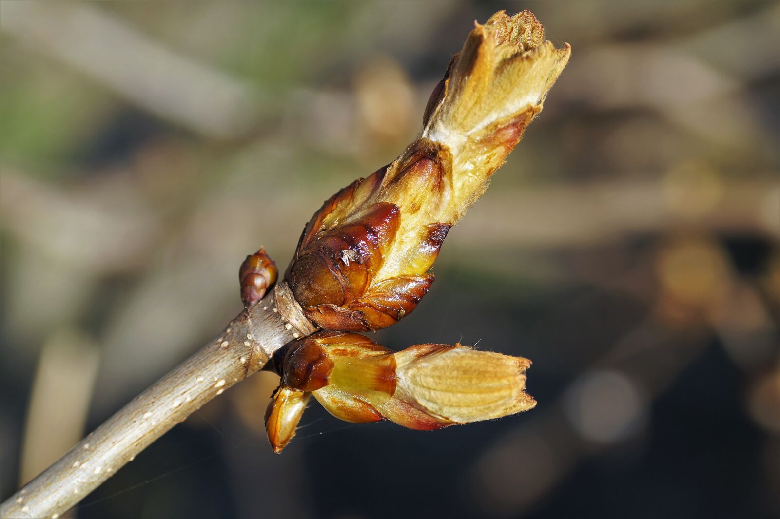 Sony SLT-A58 sample photo. Chestnut, horse-chestnut, bud photography