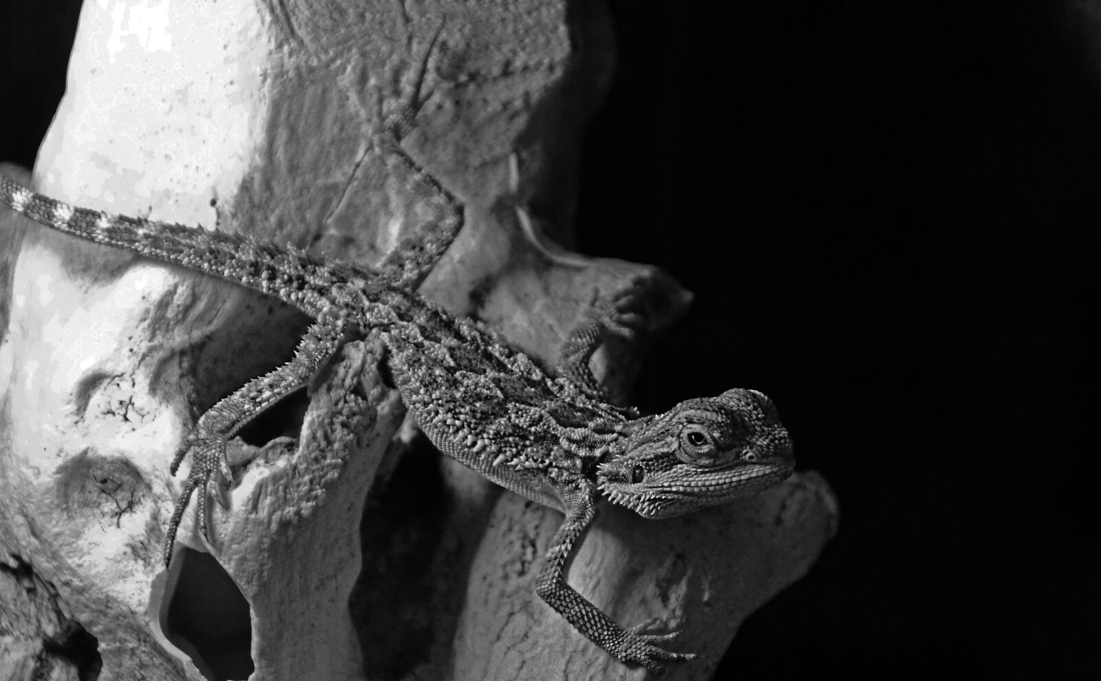 Sony SLT-A65 (SLT-A65V) sample photo. Animal, reptile photography