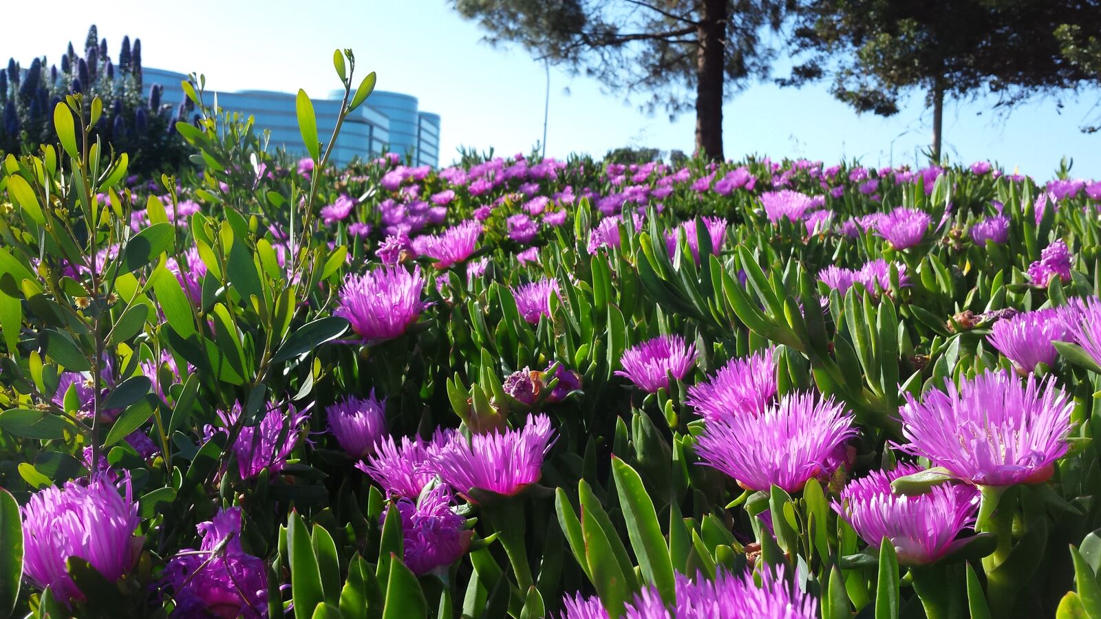 Samsung Galaxy S4 sample photo. California, san, carlos photography