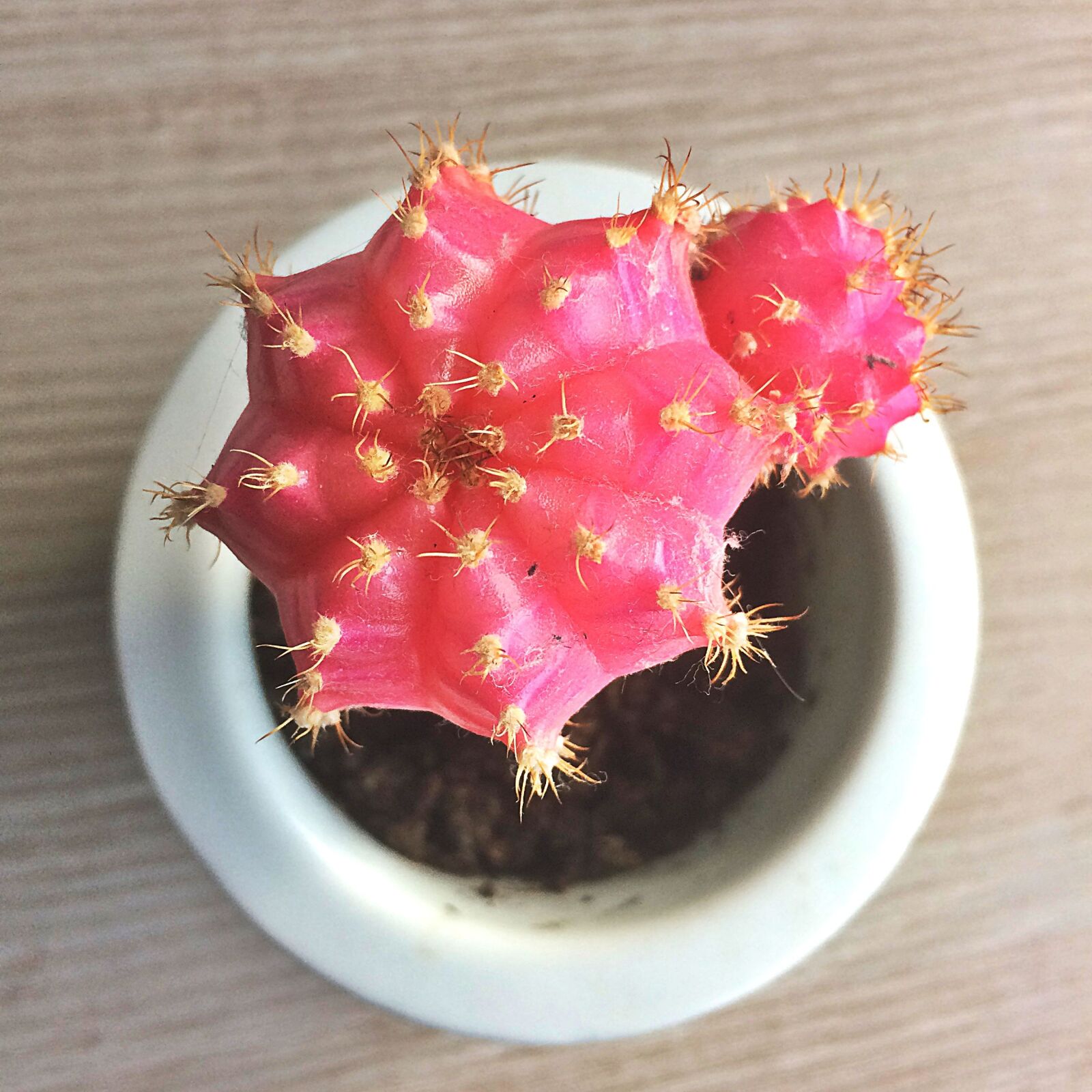 iPhone 5s back camera 4.15mm f/2.2 sample photo. Cactus, hibotan, mooncactus photography