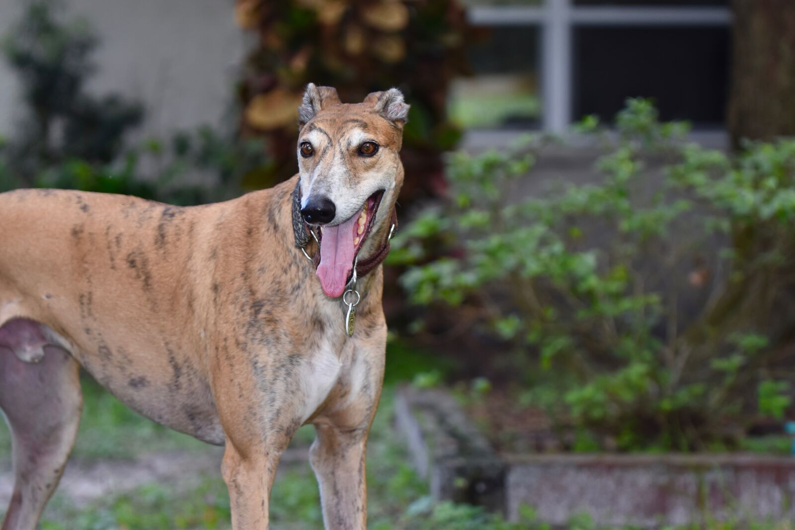 Nikon D5500 sample photo. Greyhound, retired racer, dog photography