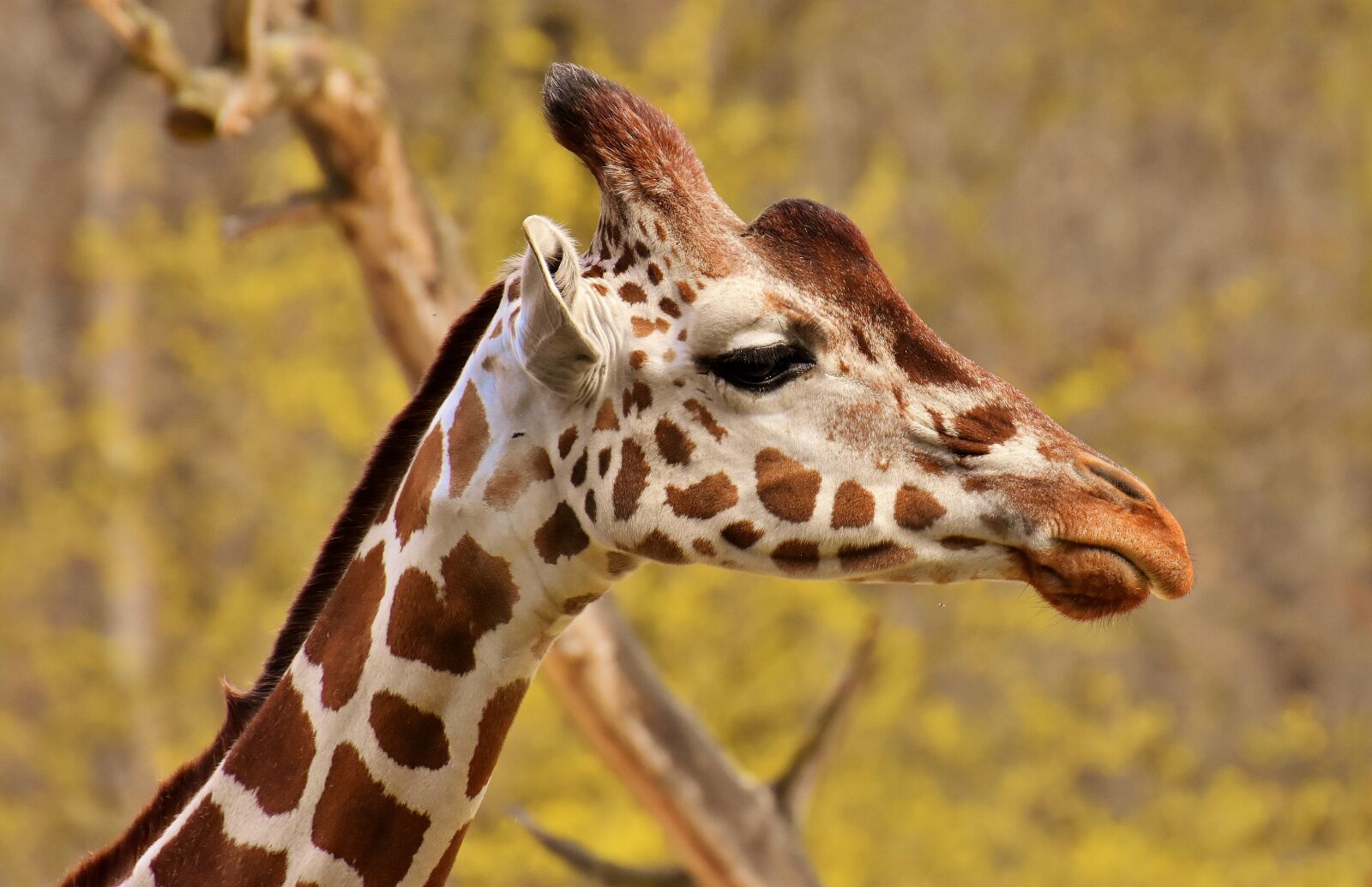 Nikon D7200 sample photo. Giraffe, zoo, animal photography