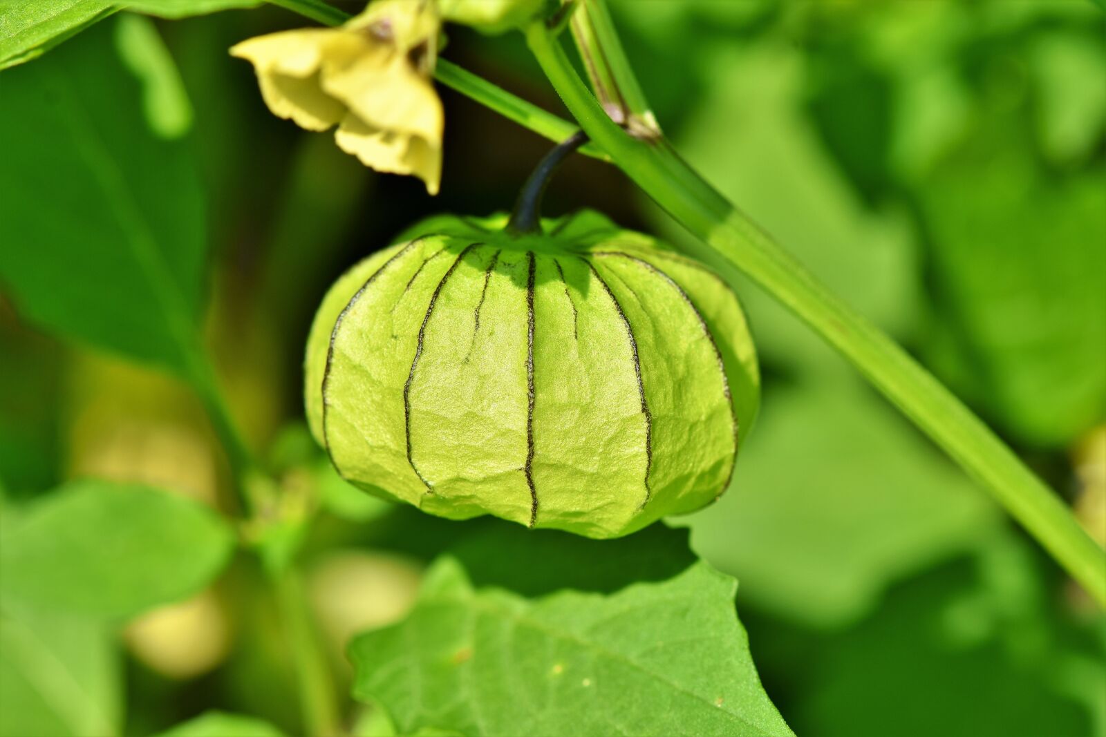 Nikon D7200 sample photo. Physalis, bladder cherry, plant photography