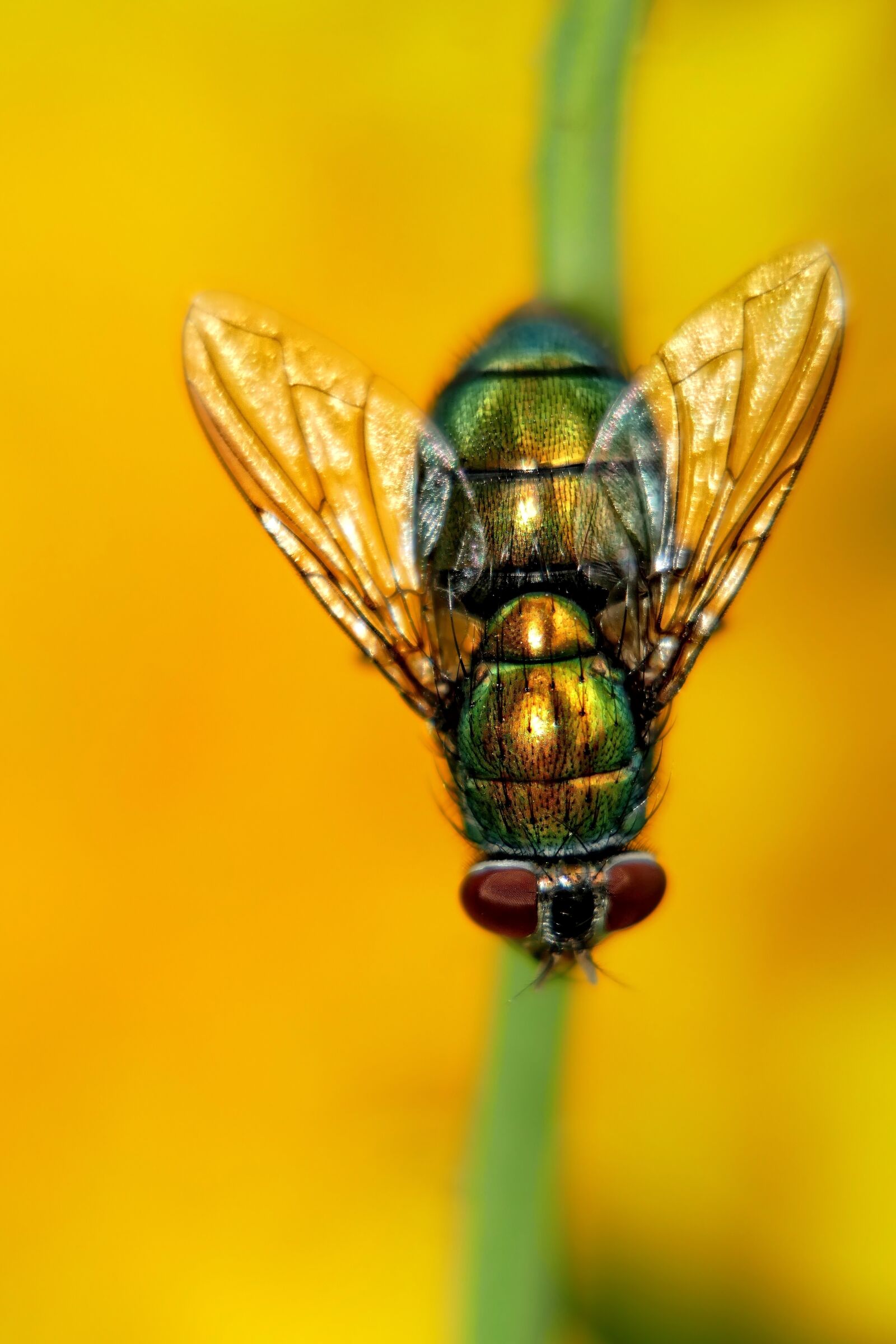 Panasonic Lumix DMC-FZ1000 sample photo. Fly, macro, insect photography
