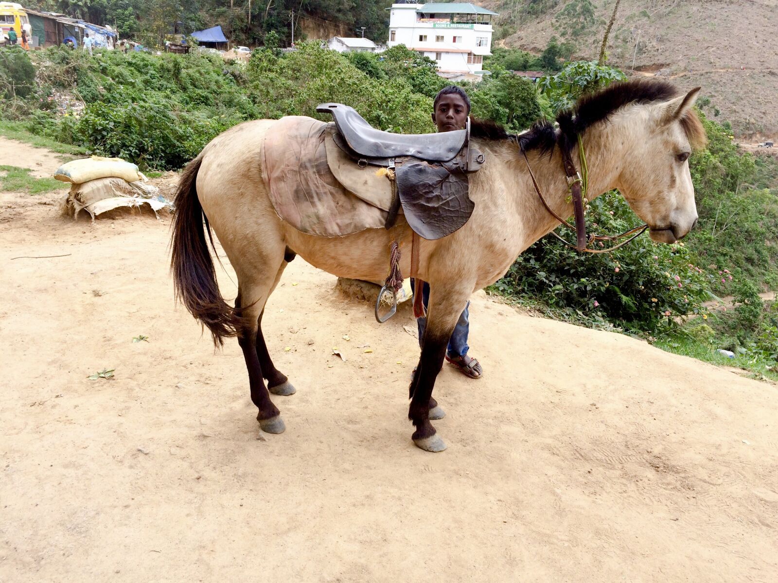 iPhone 5s back camera 4.15mm f/2.2 sample photo. Donkey photography