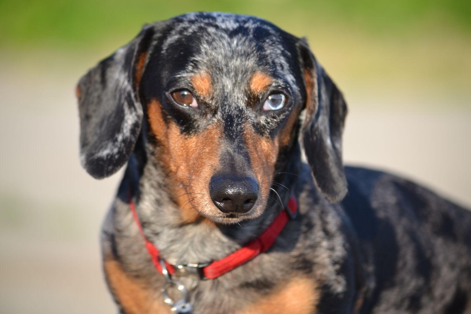Nikon D3100 sample photo. Dog, dachshund, canine photography