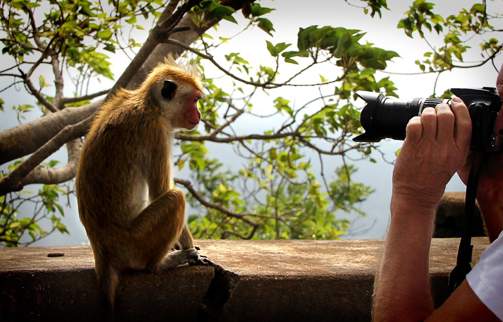 Canon EOS 550D (EOS Rebel T2i / EOS Kiss X4) sample photo. Monkey, model, camera photography