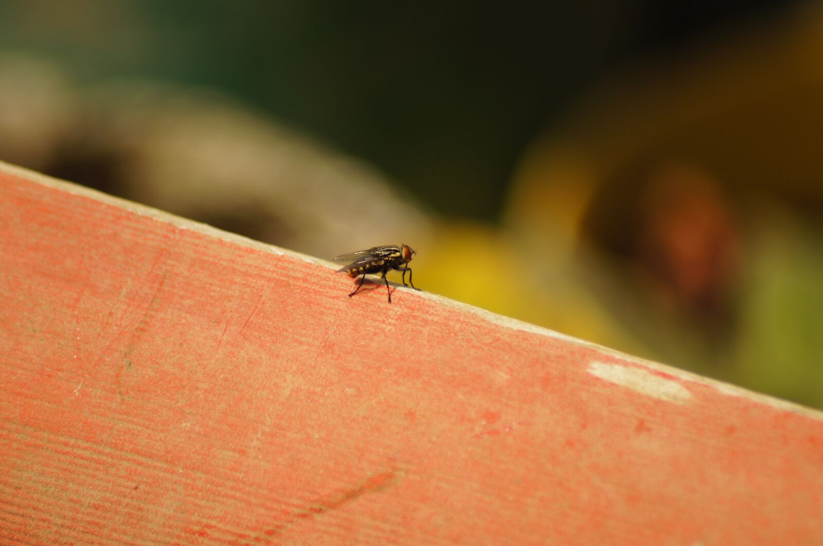 Sony SLT-A55 (SLT-A55V) sample photo. Nature, fauna, flora photography