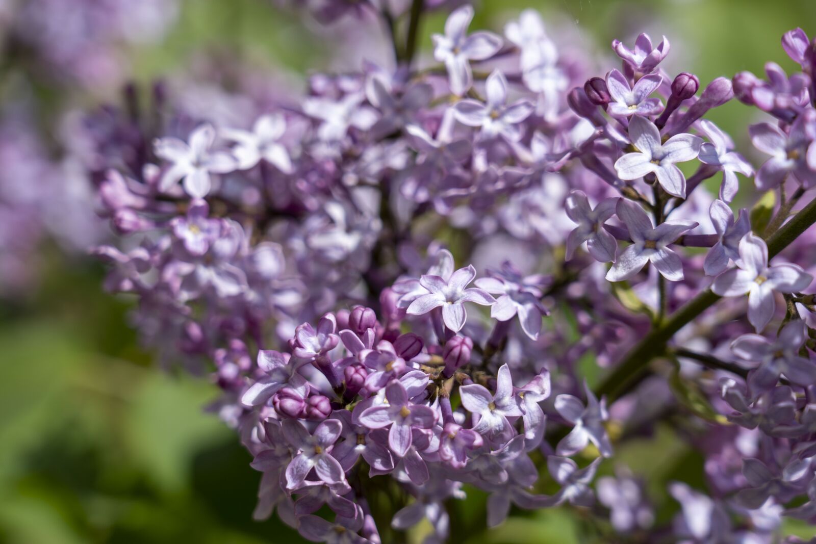 Sony FE 24-105mm F4 G OSS sample photo. Lilac, garden, nature photography