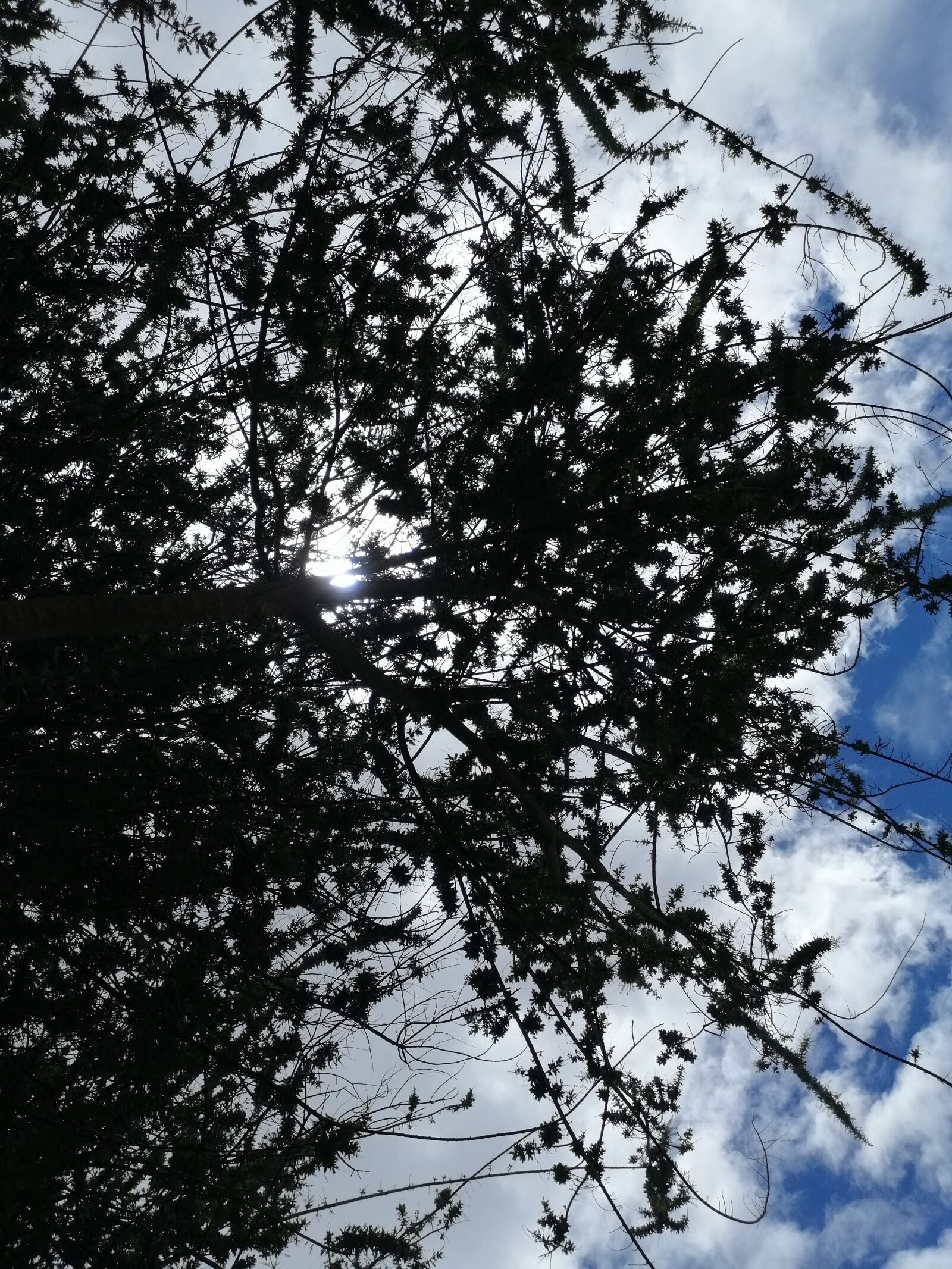 HUAWEI SNE-LX3 sample photo. Tree, atmosphere, rural photography