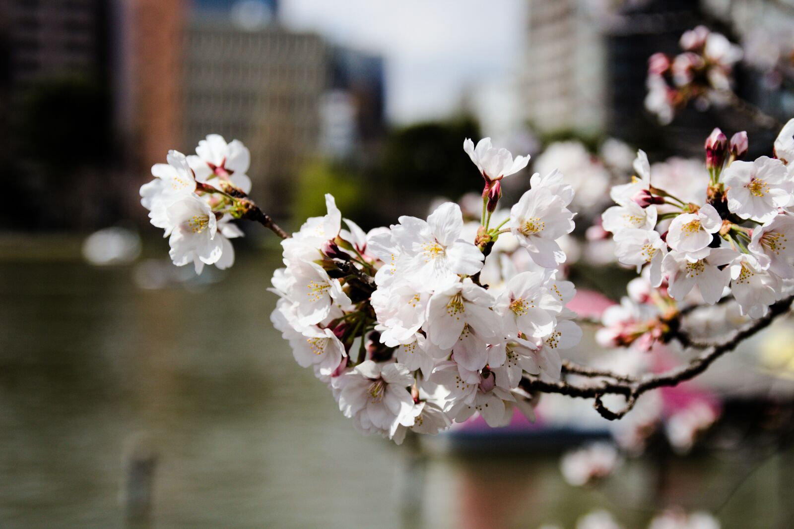 Canon EOS 700D (EOS Rebel T5i / EOS Kiss X7i) sample photo. Flower, cherry, tree photography