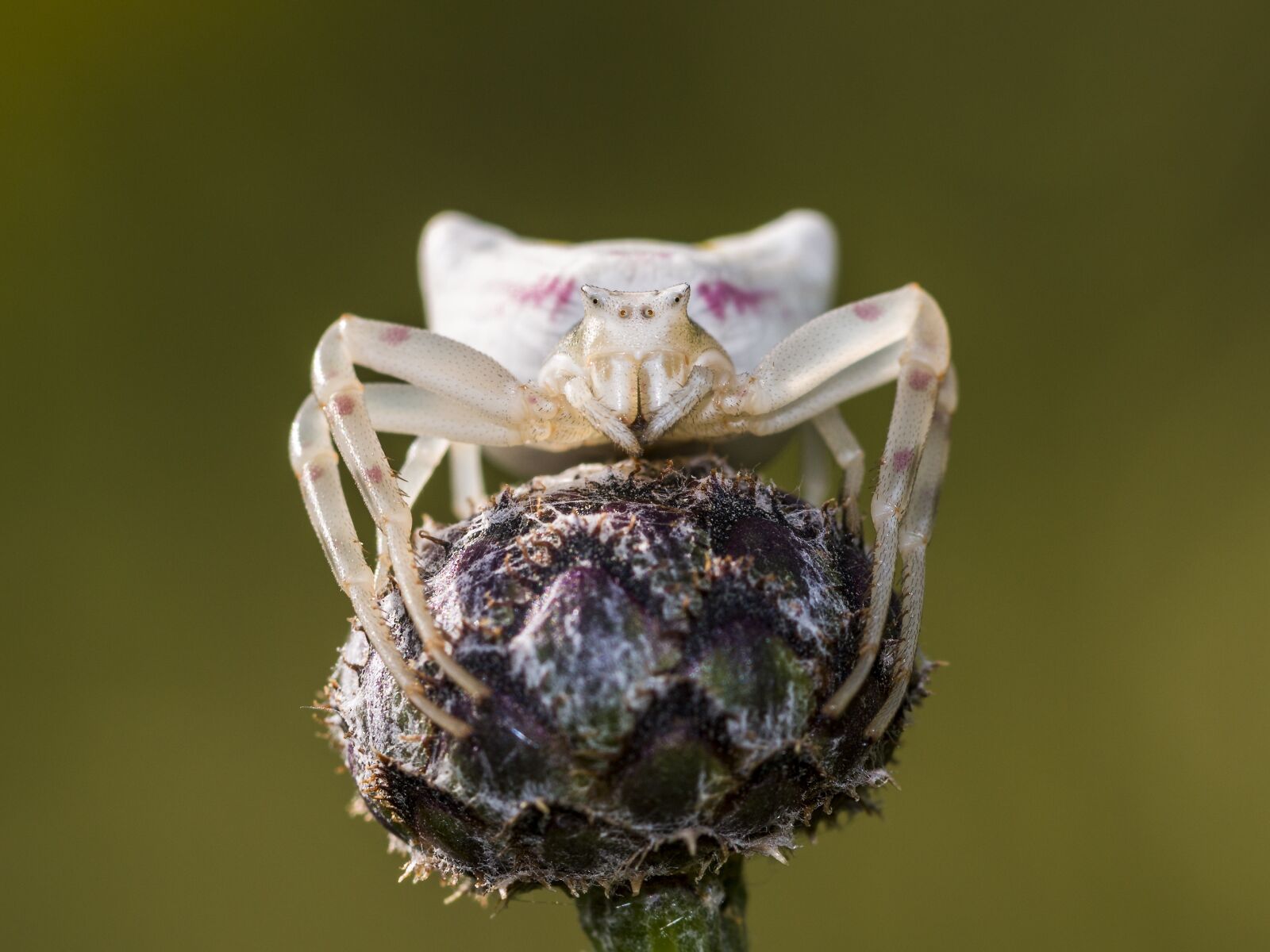 Canon EOS 70D sample photo. Spider, dorsata, arachnids photography