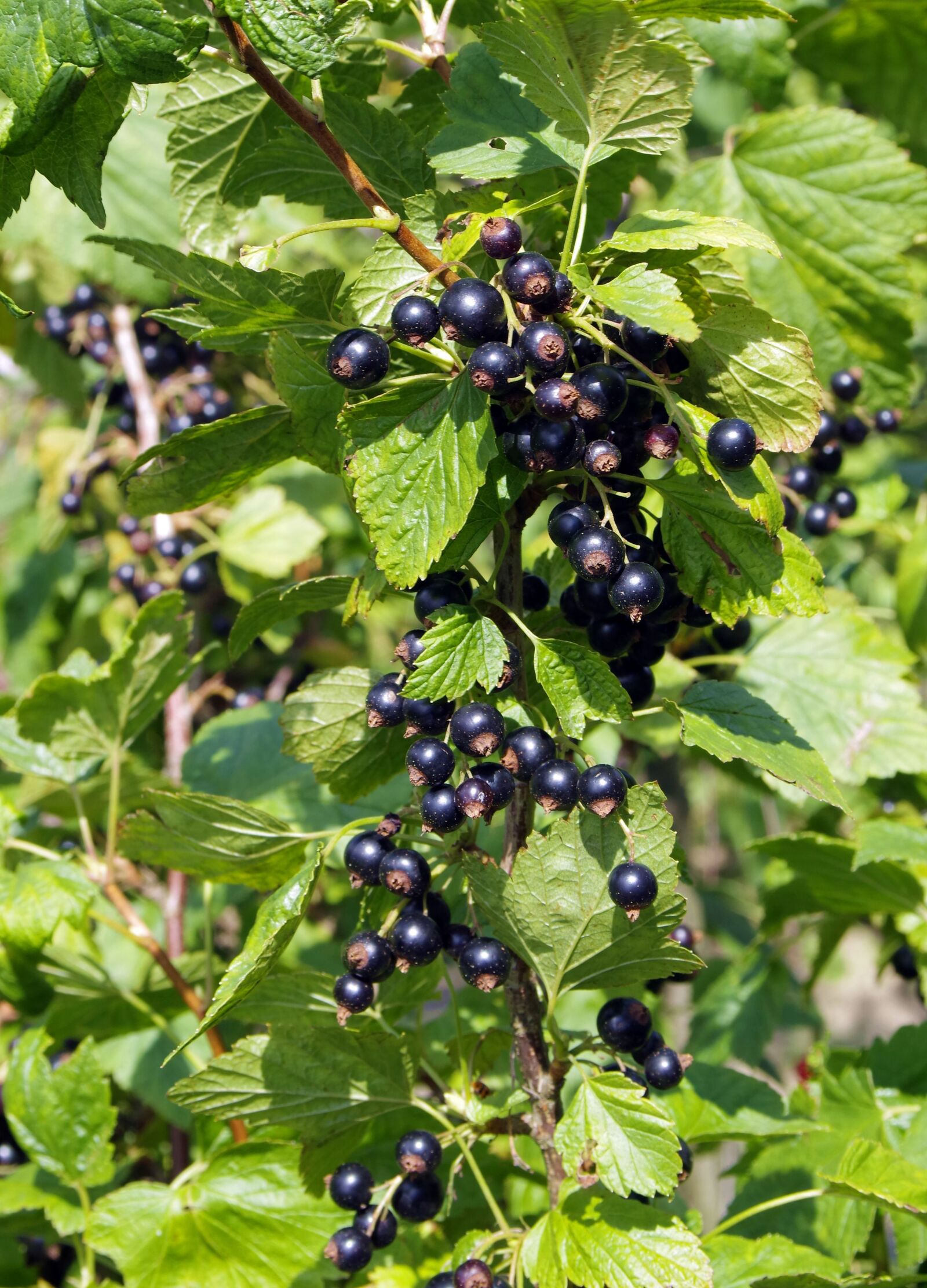 Pentax K-S2 sample photo. Black currant, black, currant photography